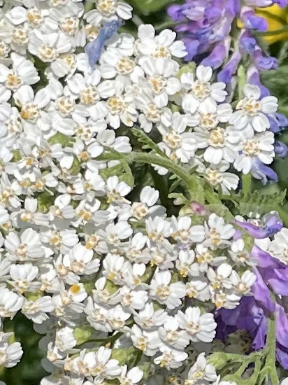 Phytothérapie